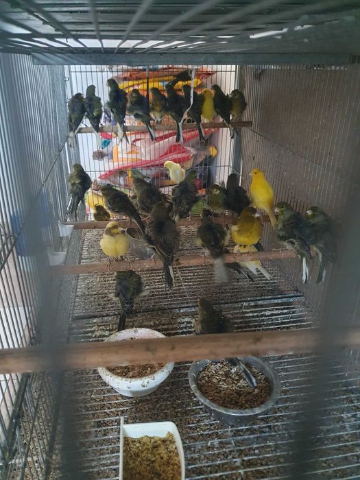 Venda de canarios frizados