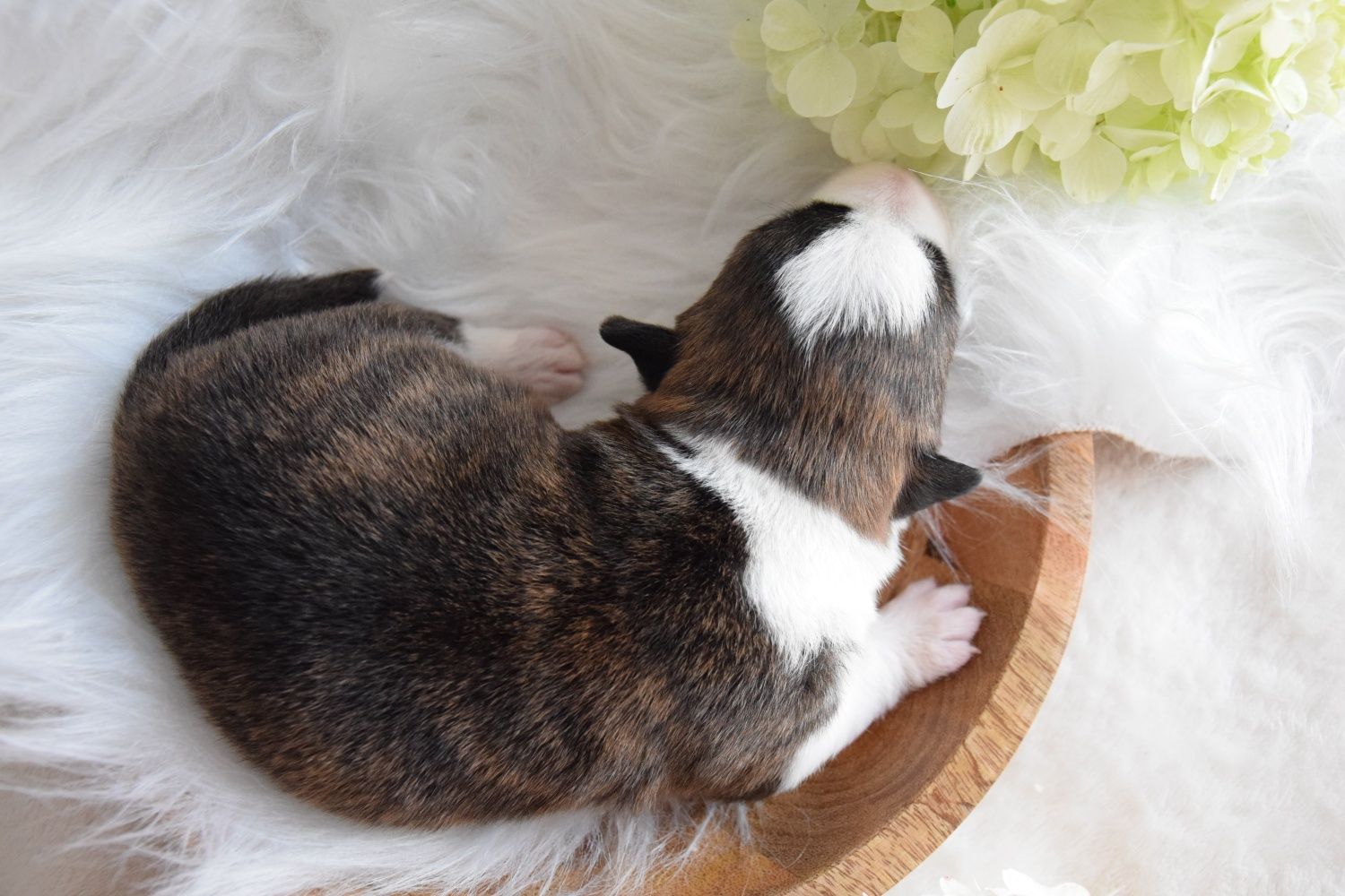 Welsh Corgi chłopiec FCI