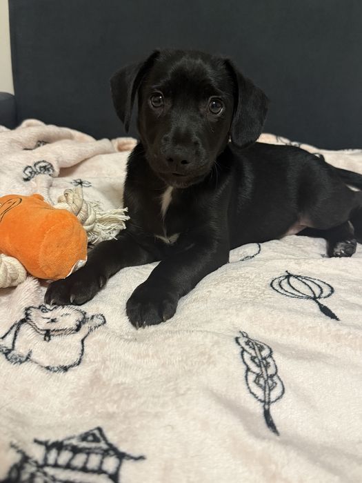 Oddam cudownego pieska w wyłącznie dobre ręce