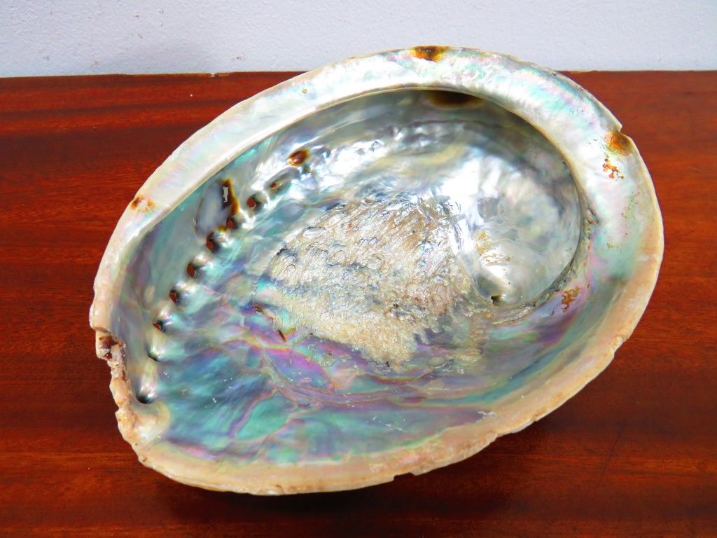 Concha / Saboneteira.
