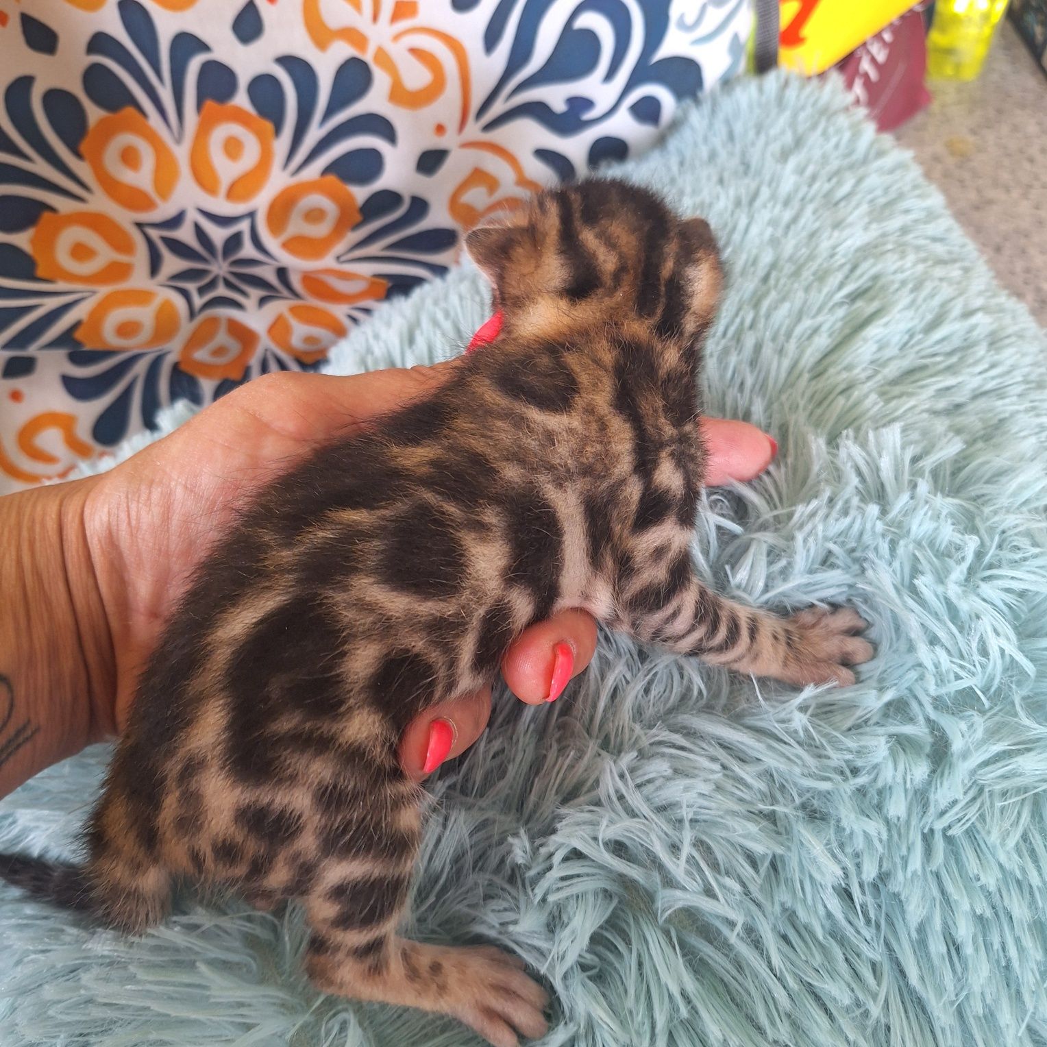 Koty bengalskie do rezerwacji