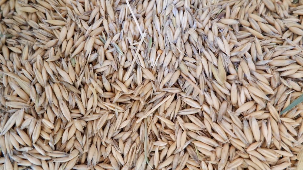 owies ozimy, jary  2025