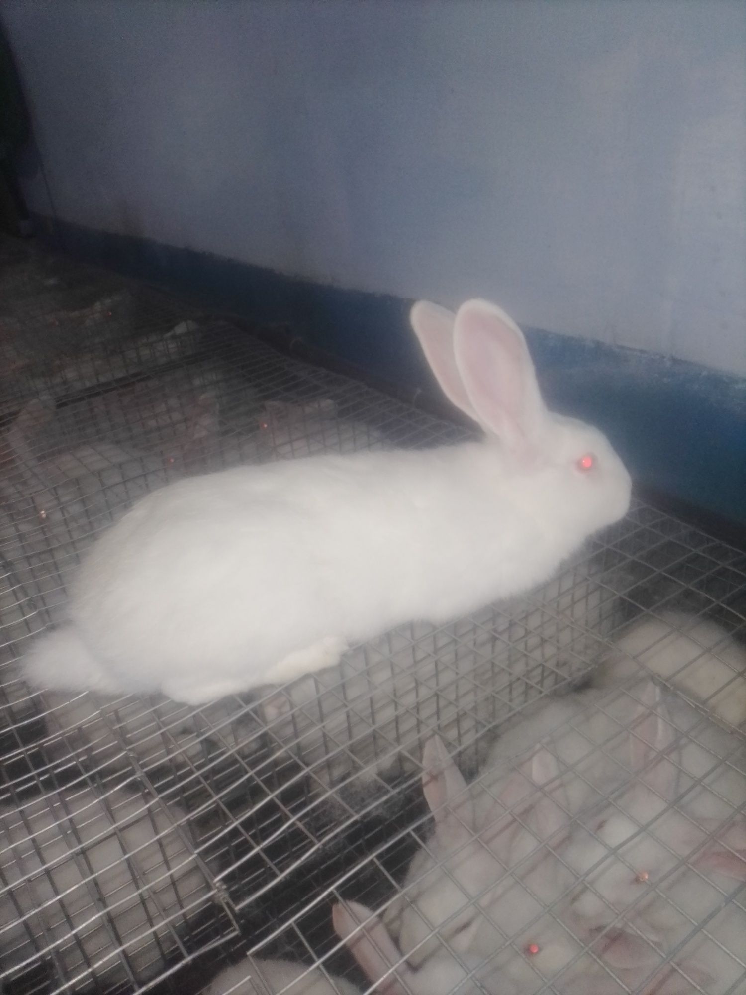 Кролики породи Термондська  біла