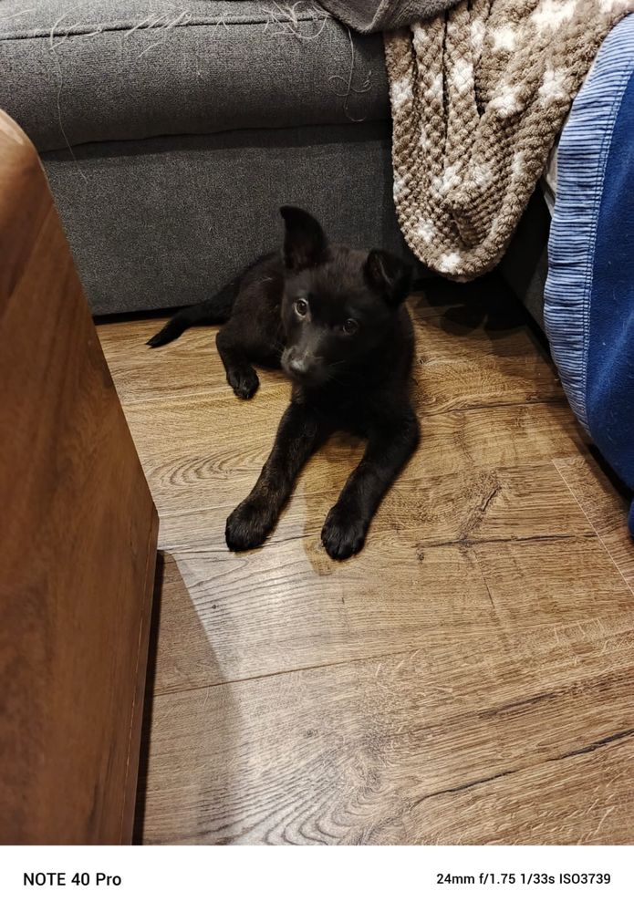 Urocze szczeniaki do adopcji