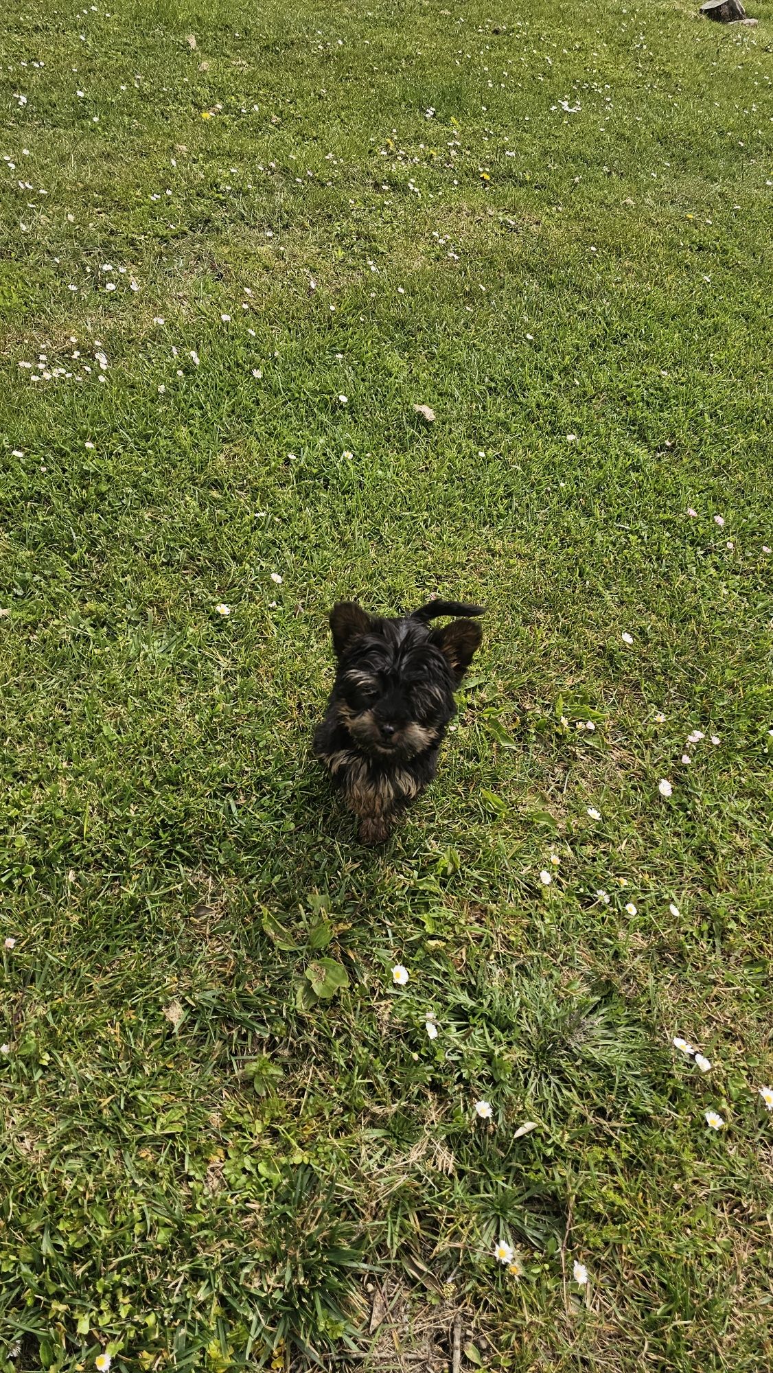 Yorkshire terrier Macho
