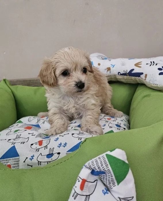 Нас рекомендують по всій країні! Мальтипу Київ. Микро мальтипу