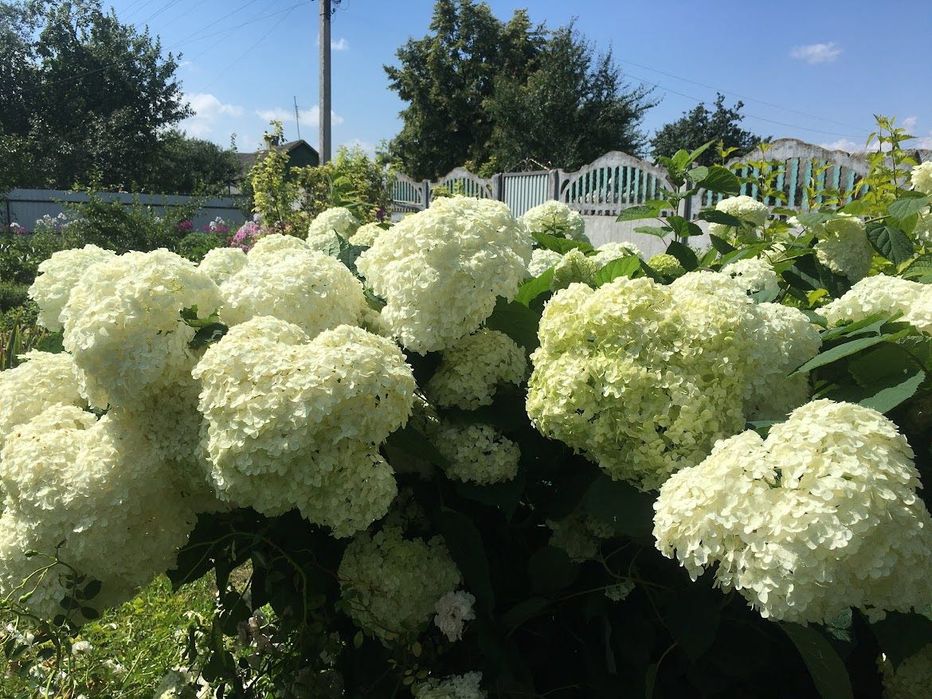 Гортензія деревовидна і волотиста