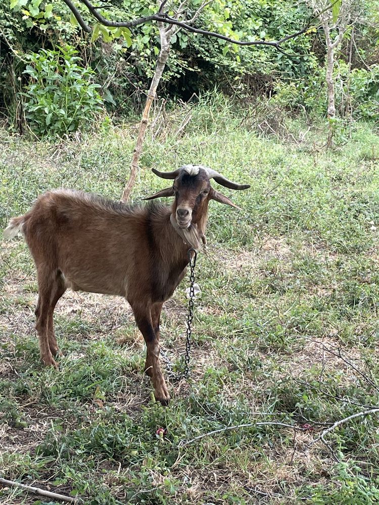 Cabrito 1 ano chibo