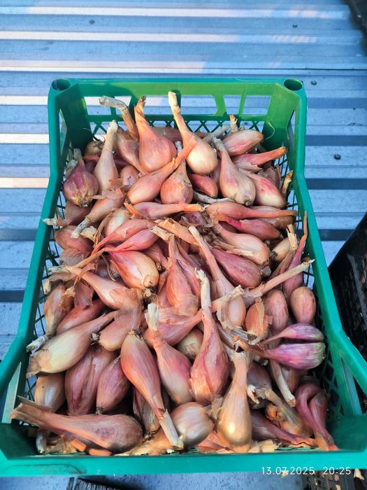 Домашня цибуля-кущівка суха перебрана...