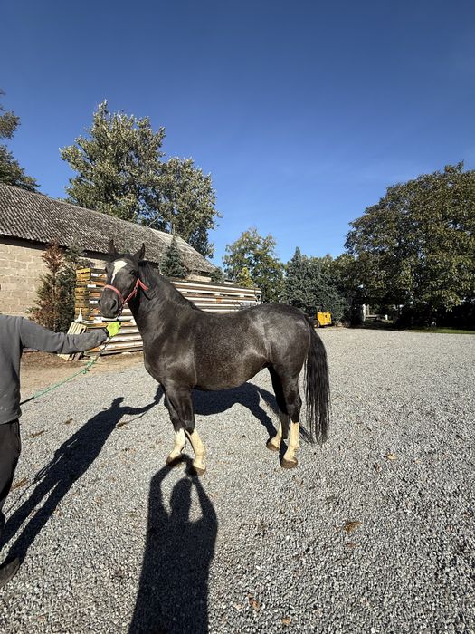 Klacz śląska ABRA programowa