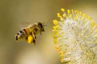 Zapylanie upraw współpraca pszczelarz rolnik