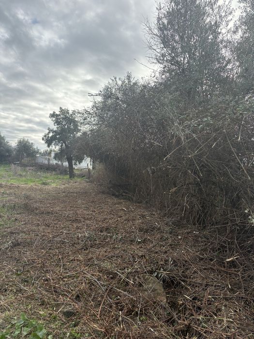 Desmatações e podas de arvores