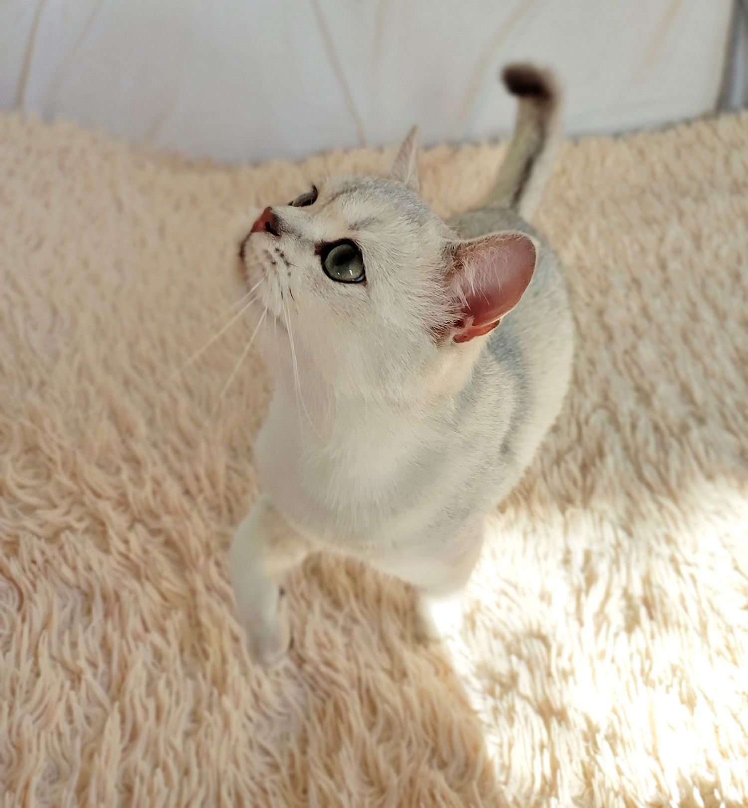 В'язка шотландський котик