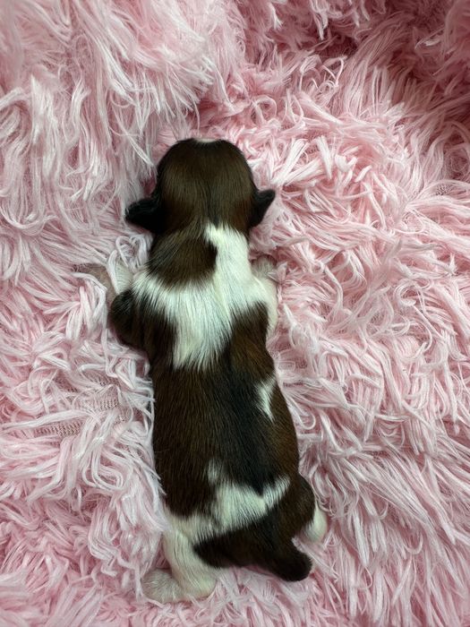 Złoto sobolowe shih tzu dla miłośników rasy