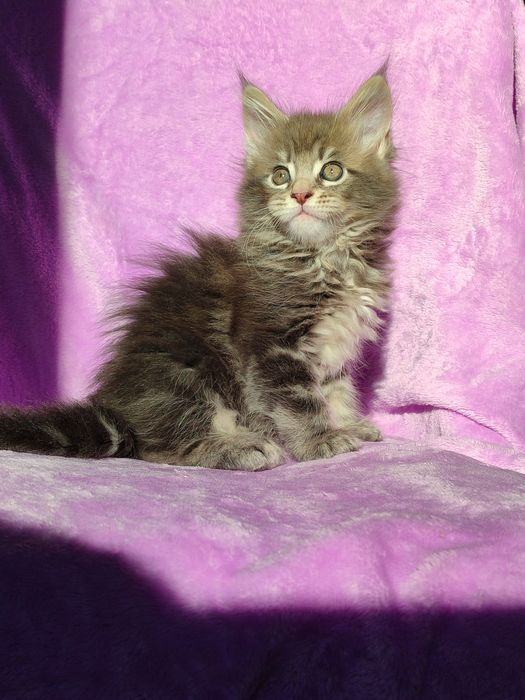 Кошенята породи Мейн-кун