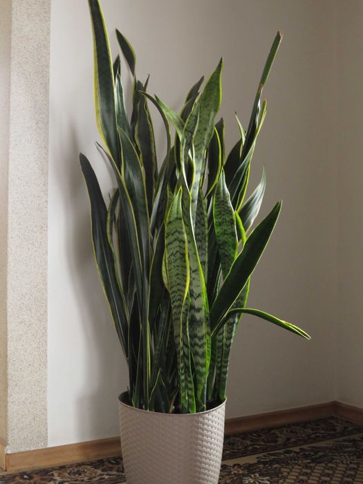 Sansewieria, 140 cm
