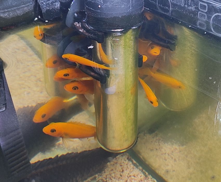 Puszczaki Red Red, pseudotropheus