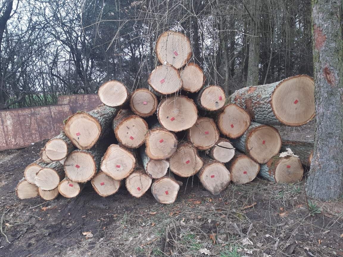 Kłody drewno dąb sosna brzoza drab bug modrzew 2,5m