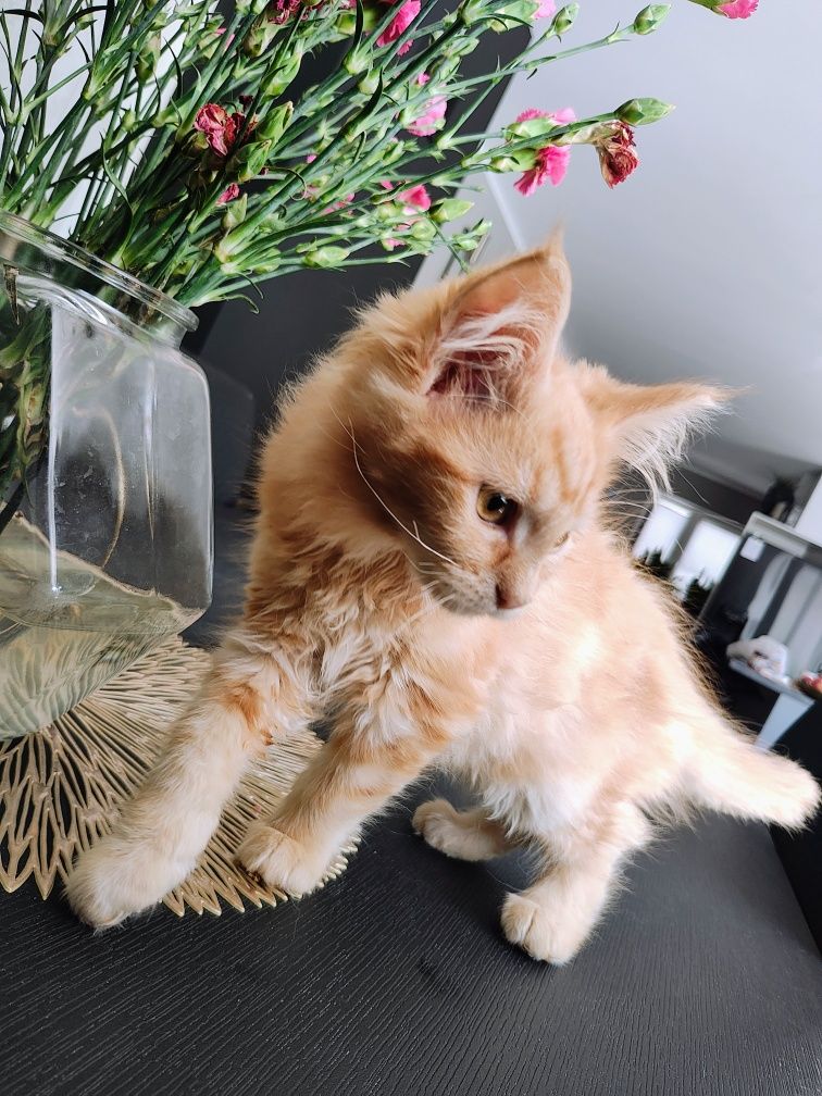 Rudy  kotek Maine coon