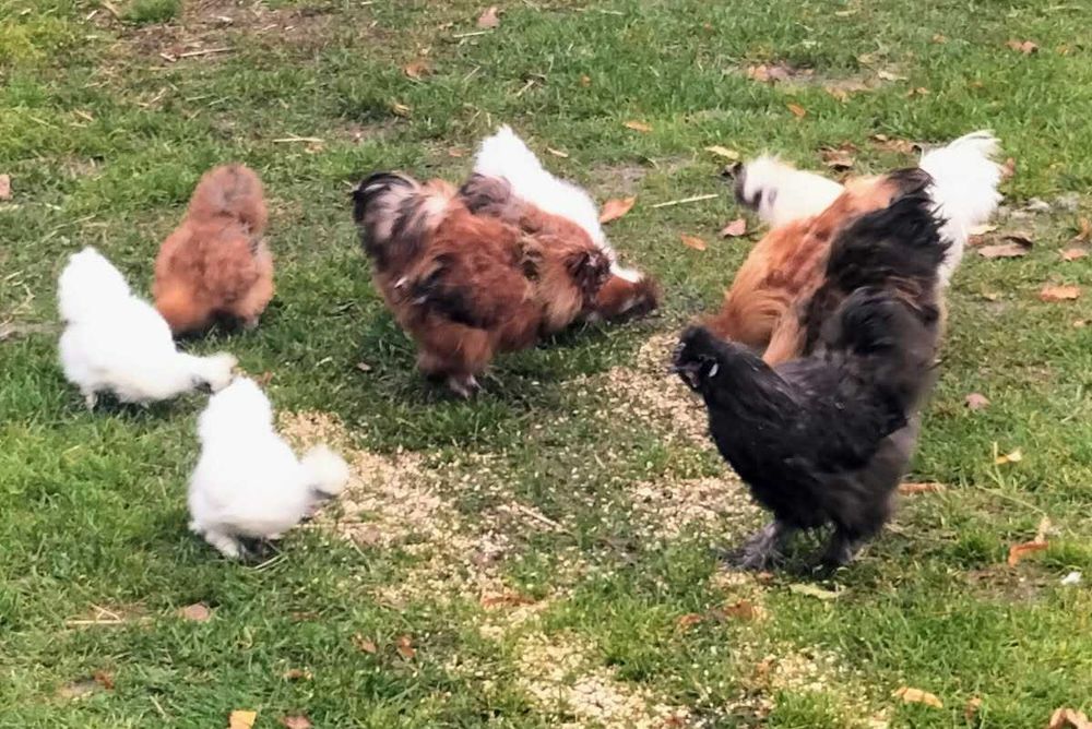 Sprzedam kurki silki