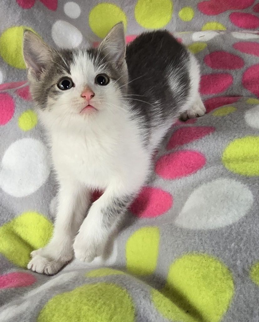 Mały kotek do odbioru kocurek koteczka kotka Maine coon Brytyjski