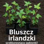 Bluszcz irlandzki okazja 10 sadzonek najtaniej