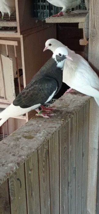 Gołębie mewki kumru