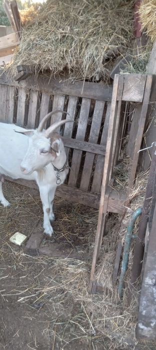 Продам козу з другим окотом . Дае 3-3.5 літри