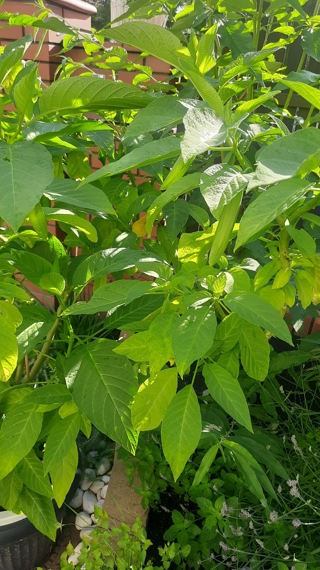 Kwiat datura około 150 cm