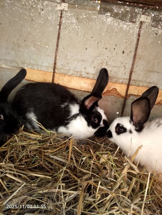 Sprzedam młode króliki