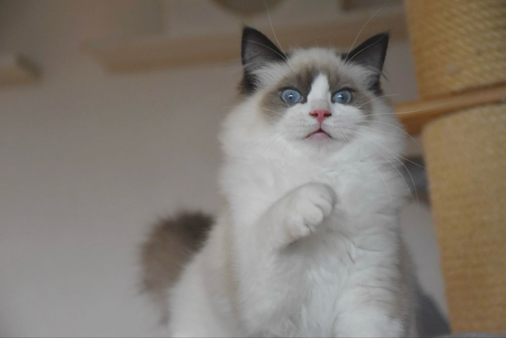 Kocurek Ragdoll z rodowodem - Winston, gotowy do odbioru