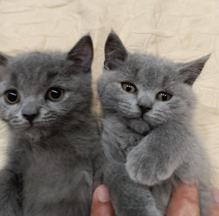 Шотландські кошенята