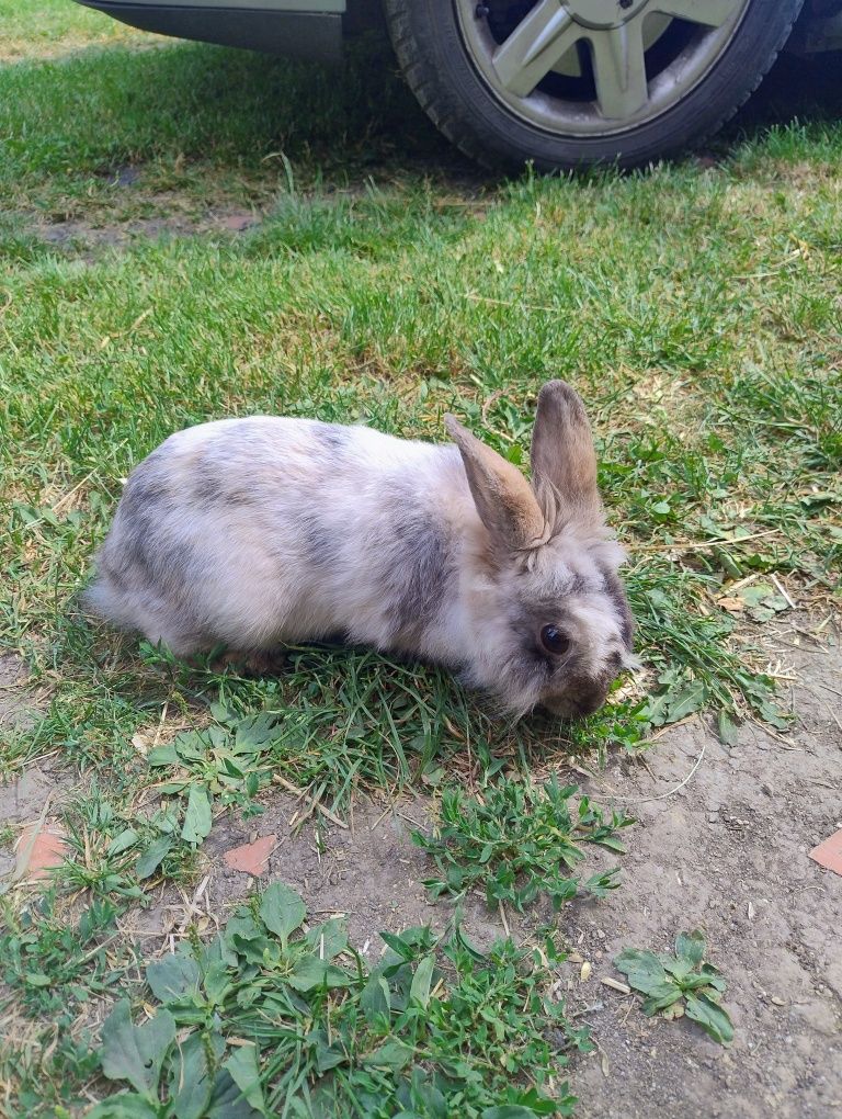 Sprzedam króliczki miniaturki