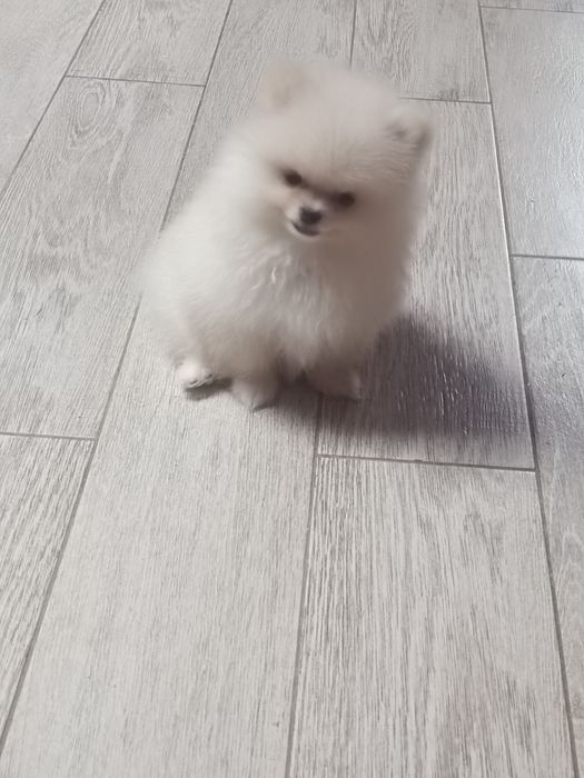 Pomeranian piesek
