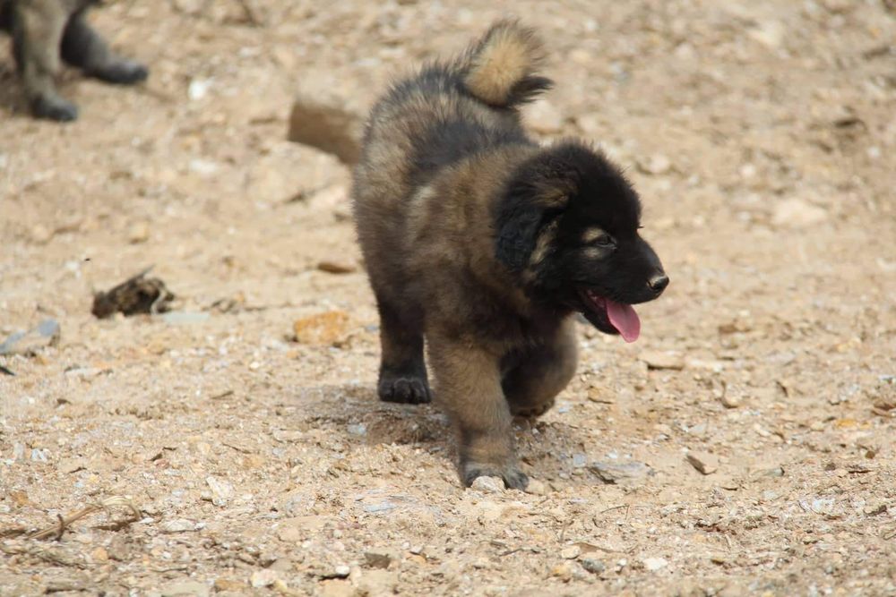 Cachorro Serra da Estrela com Lop e Afixo