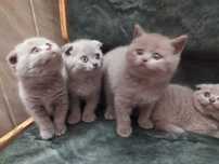 Весела, дружня сімейка кошенят шотландців.
