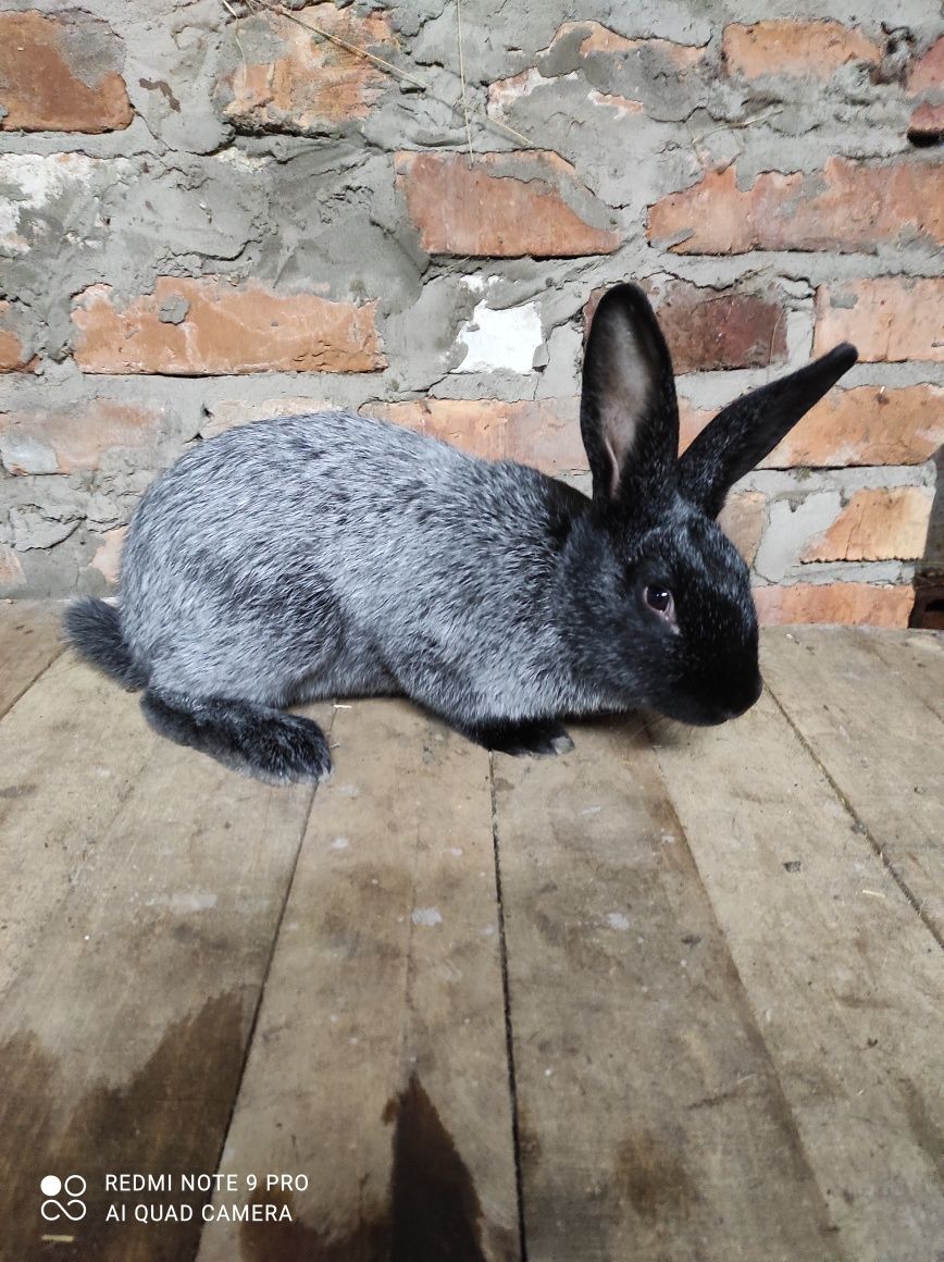 Кролики кролі полтавське срібло