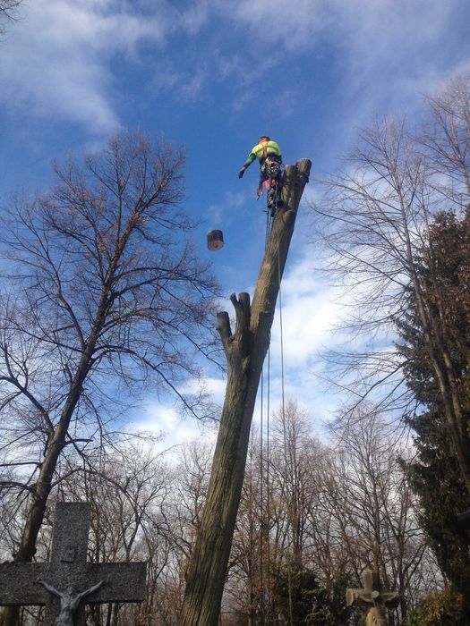 Karczowanie czyszczenie i rekultywacja działek mulczer leśny, wycinka