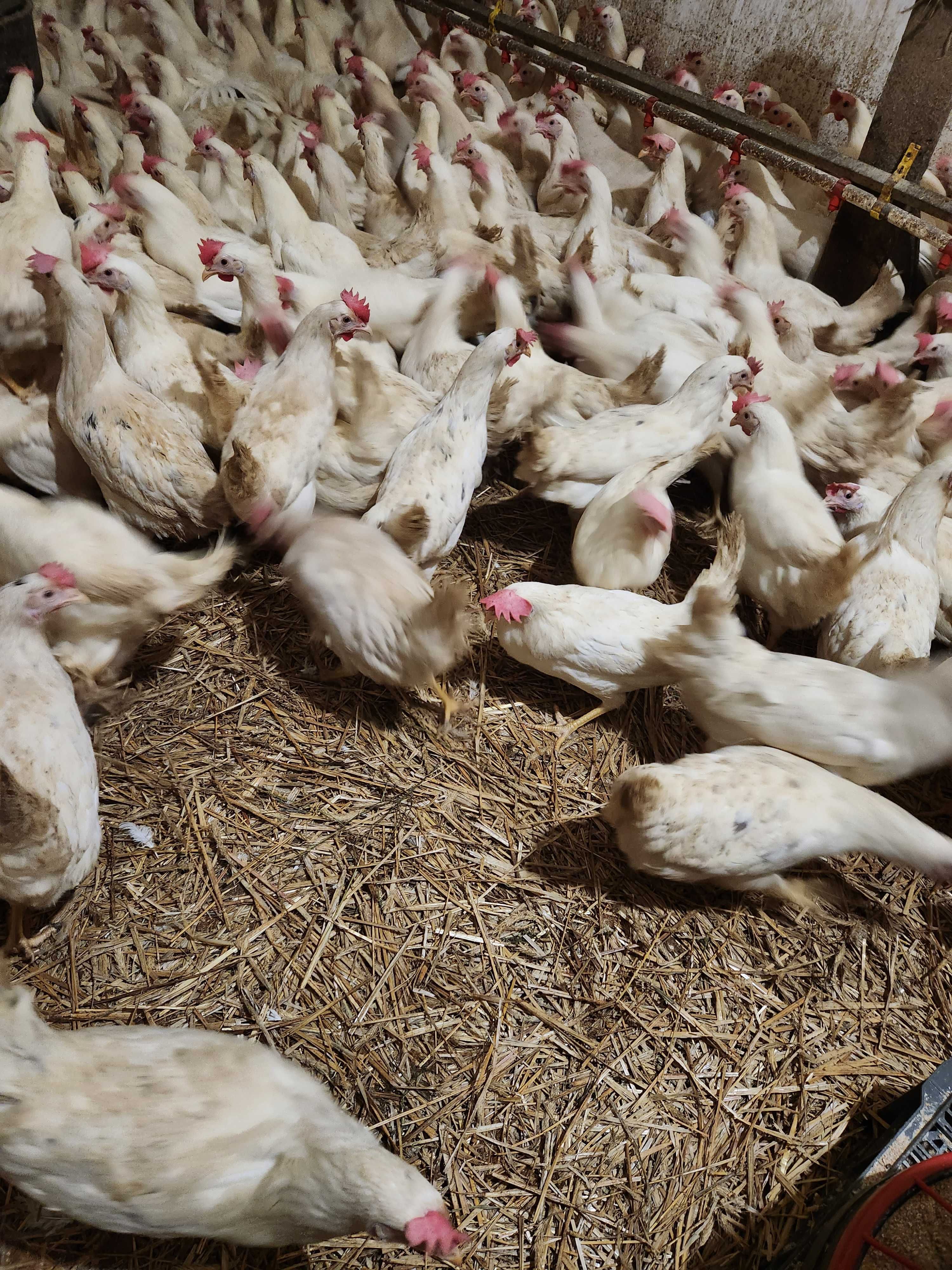 Kury Nioski Leghorn Rossa i inne! Kurki z wolnego wybiegu! ZAPRASZAM !