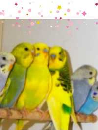 Домашние волнистые попугаи самцы, клетки Троещино