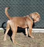 cane corso pies oddam