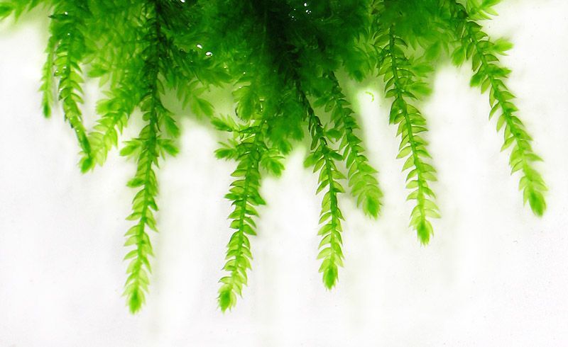 Мох спайки. Акваріумні рослини