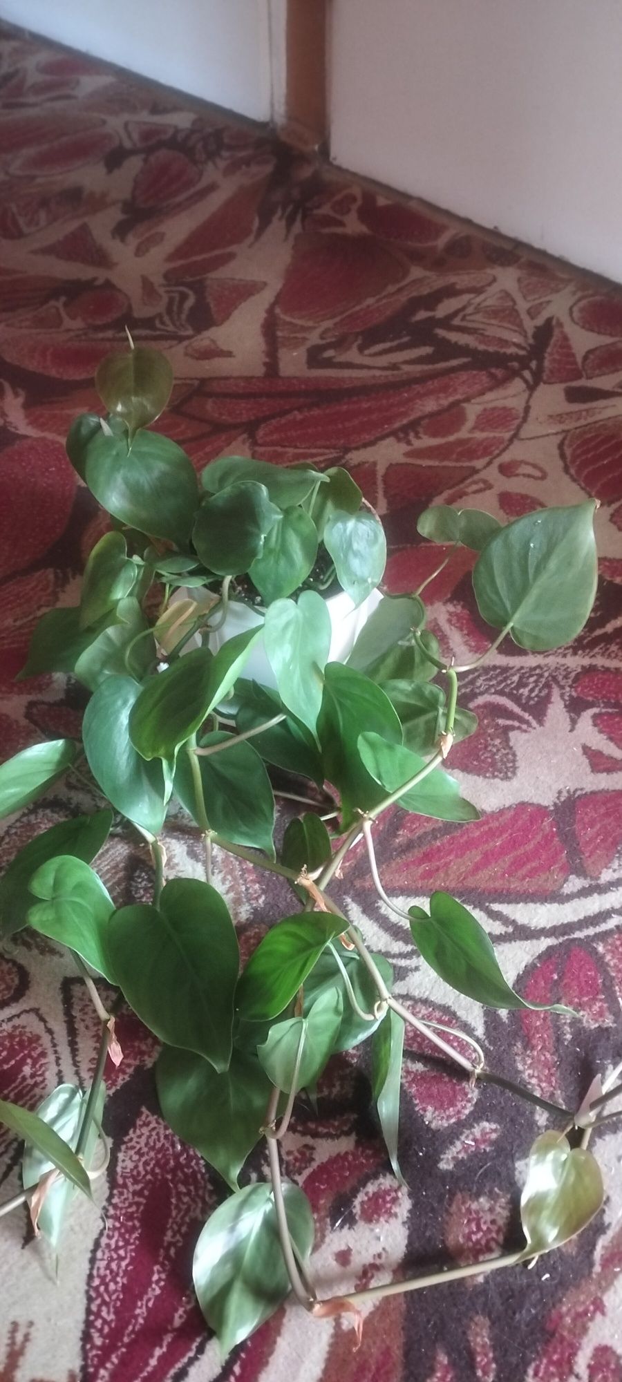 Sprzedam Philodendron piękny pnący cena.