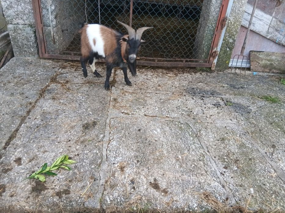 Vendo um chibo anão