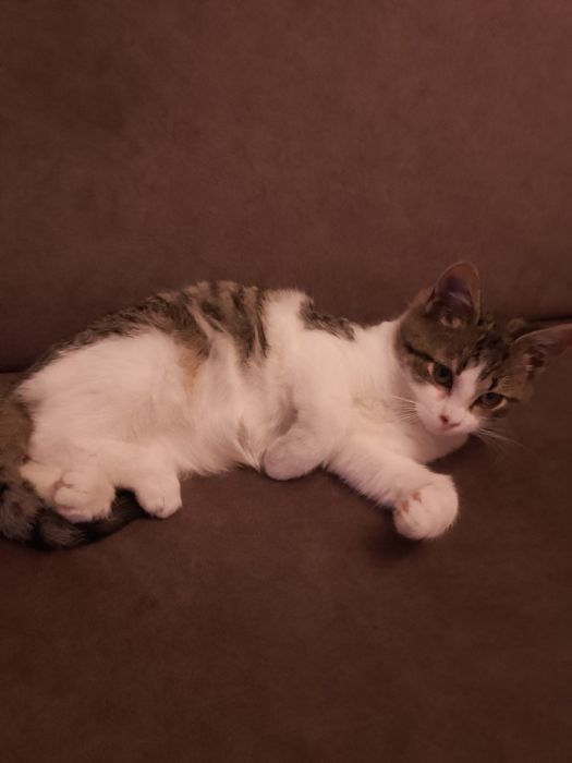 Oddam za darmo małego kotka