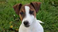 iski Piesek Jack Russell Terrier / BREFIO