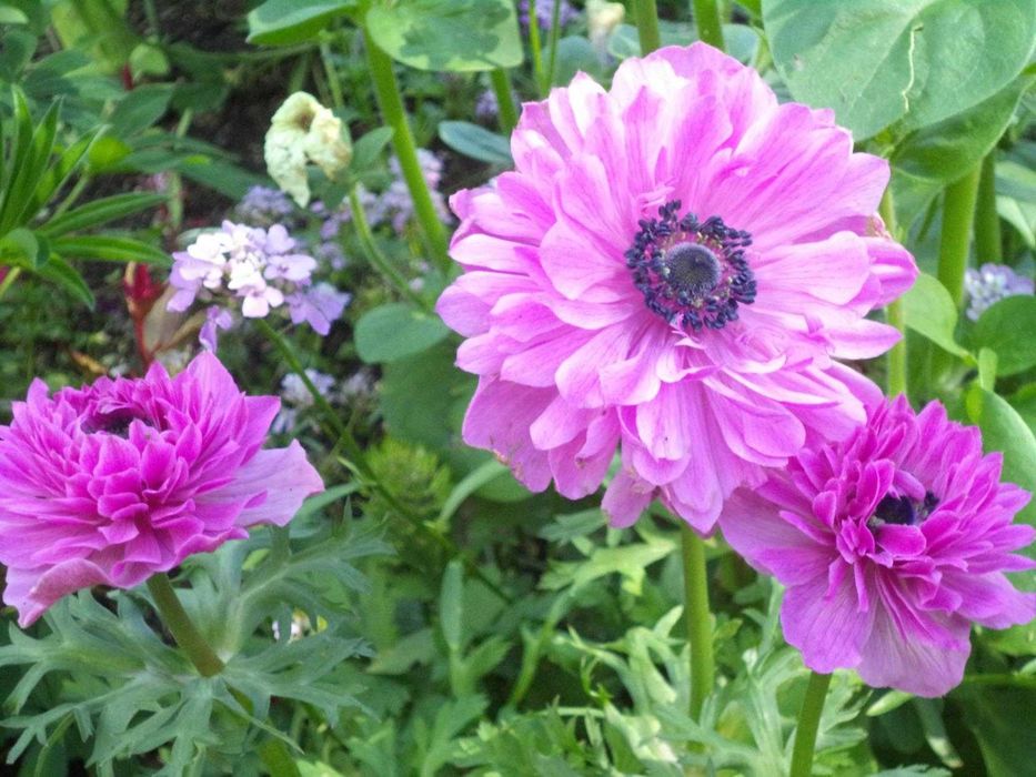 Анемони корончаті-квіти весни