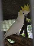 Macho adulto de Cacatua Sulphurea