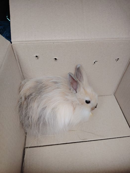 Кролик декоративный пушистый маленький мини