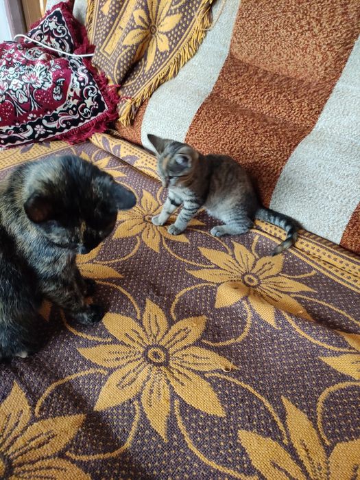 Kota oddam w dobre rece